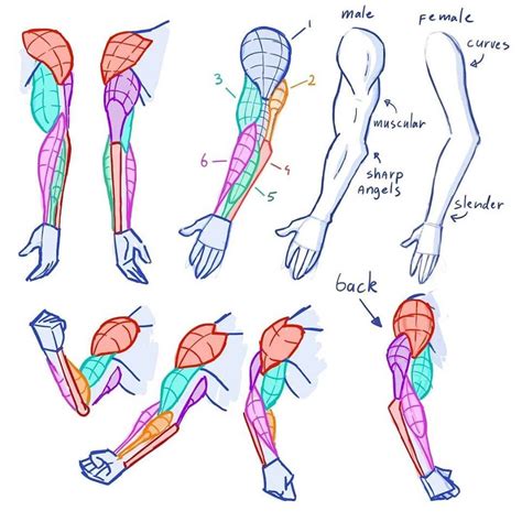 forearm drawing reference|easy drawing on your arm.